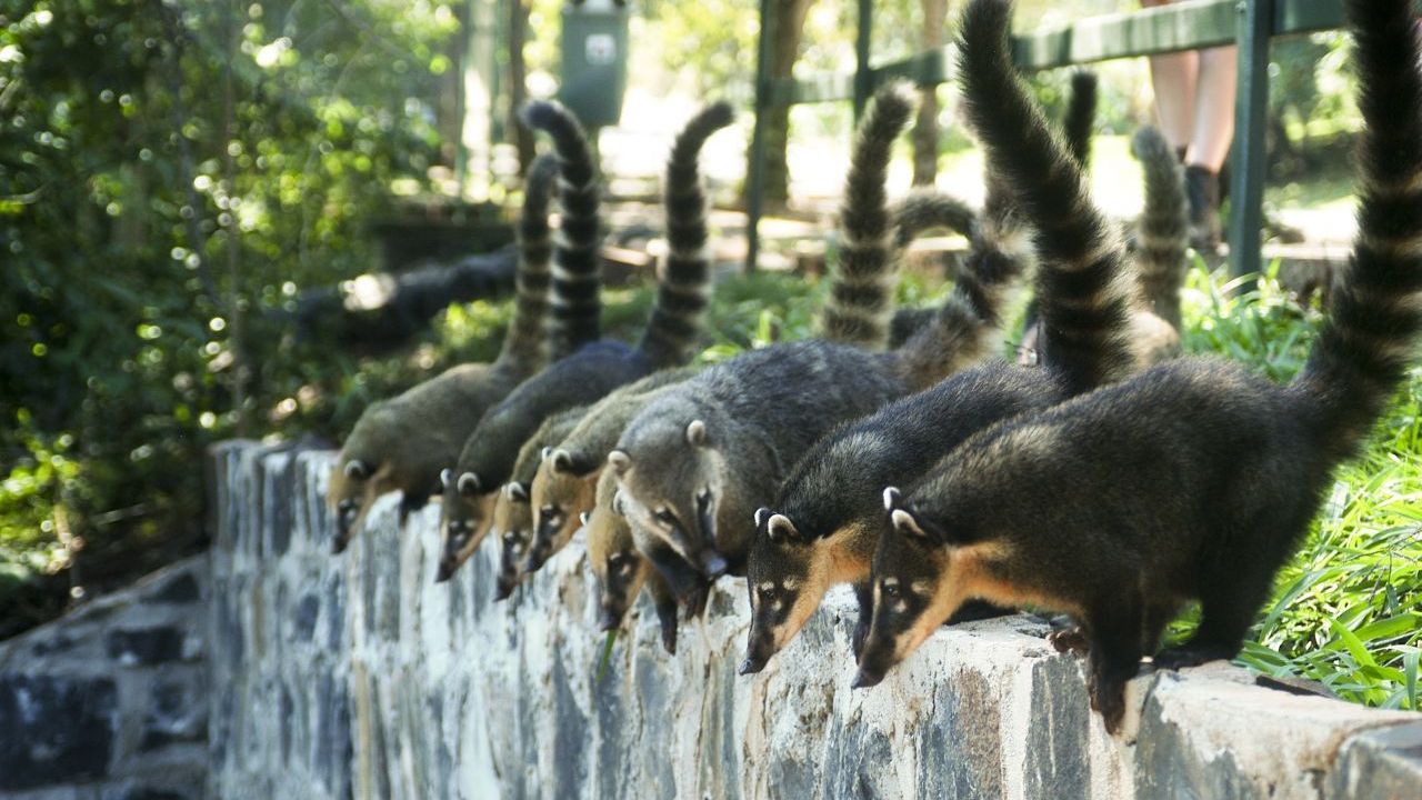 Auch der südamerikanische Nasenbär ist bereits in Spanien und wandert nordwärts. Er sieht niedlich aus, ist aber ein Raubtier, das heimische Arten bedroht.