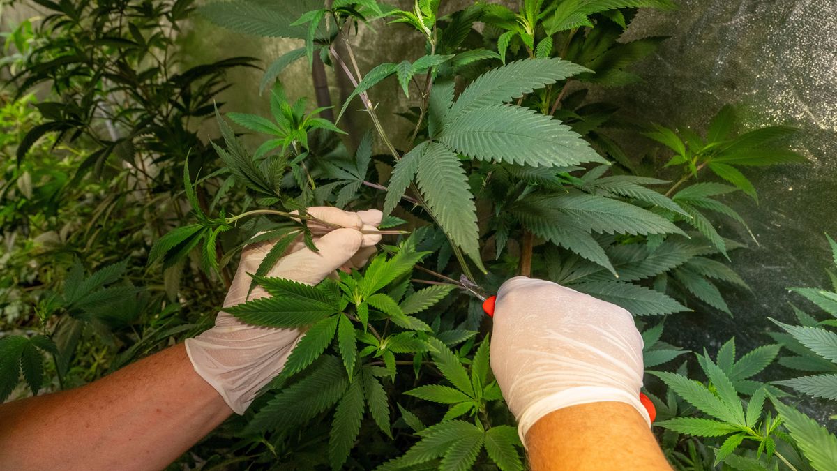 Cannabis-Anbauvereine: Schon über 280 Anträge