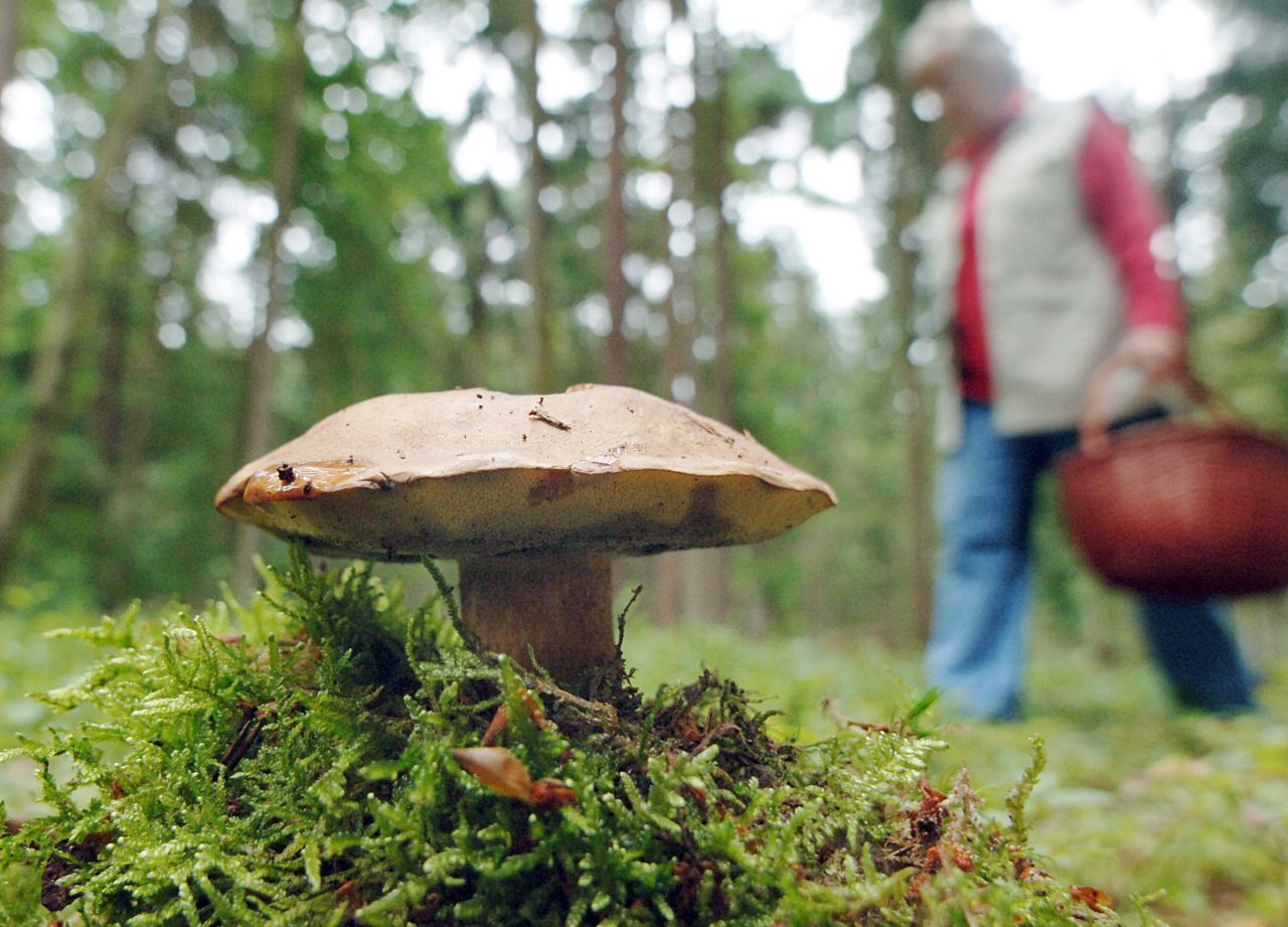 Noch immer ist der Waldboden im Alpenraum radioaktiv belastet. Besonders Pilze wie Maronenröhrlinge reichern radioaktives Cäsium an.