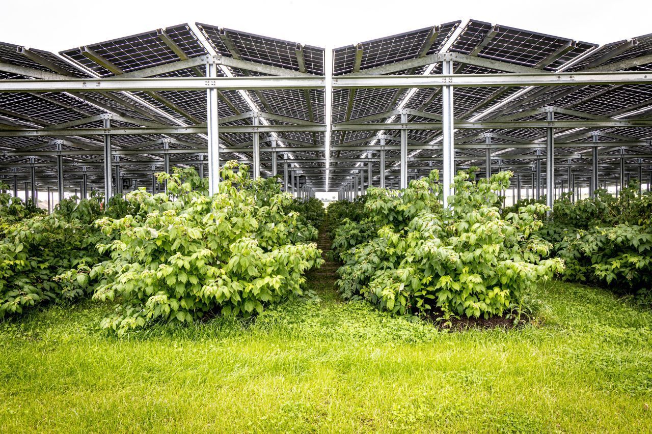Obstplantage und Solarenergie-Produktion: Es sollen künftig mehr Flächen für Landwirtschaft und Solarenergie zugleich genutzt werden. 