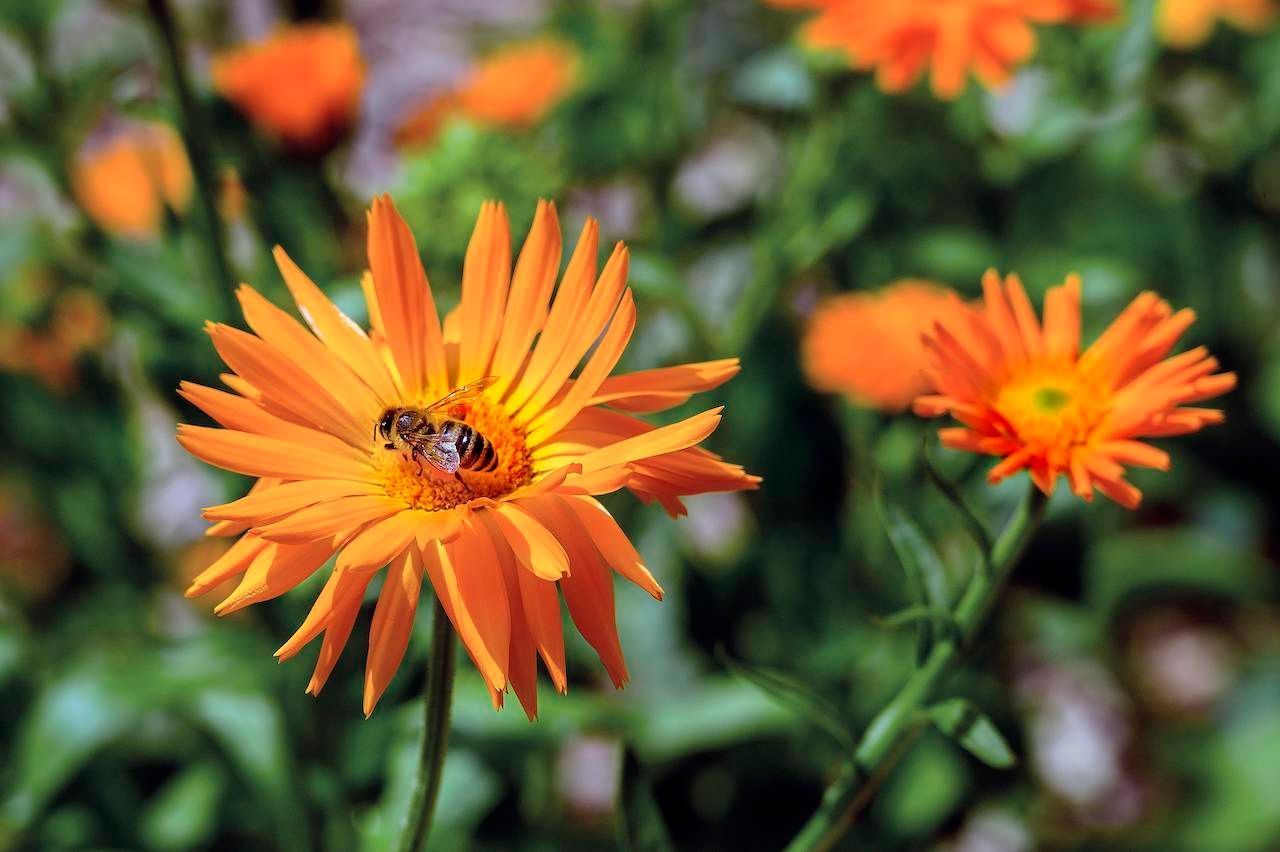 Für Insekten ist die einjährige Ringelblume eine optimale Nahrungsquelle. Gut zu wissen: gieße sie nicht zu viel, denn Staunässe im Topf verzeiht die Ringelblume nicht, sie mag es lieber trockener.