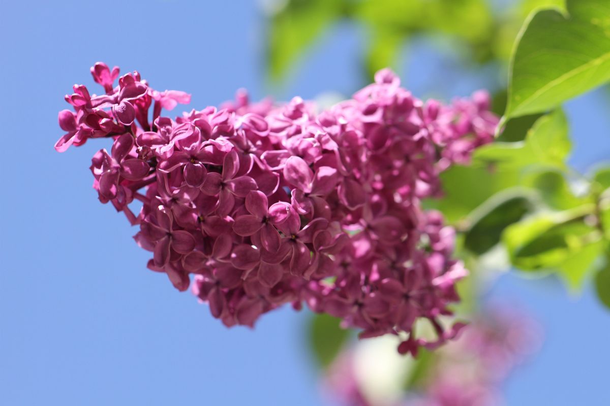 Flieder-pink-Pflanze-pixabay