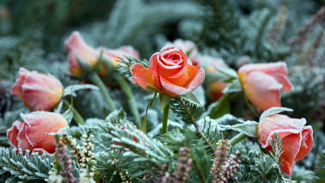 Die empfindlichen Pflanzen brauchen im Winter einen Rundumschutz. Hier erfährst du, wie du Rosen überwintern kannst.&nbsp;