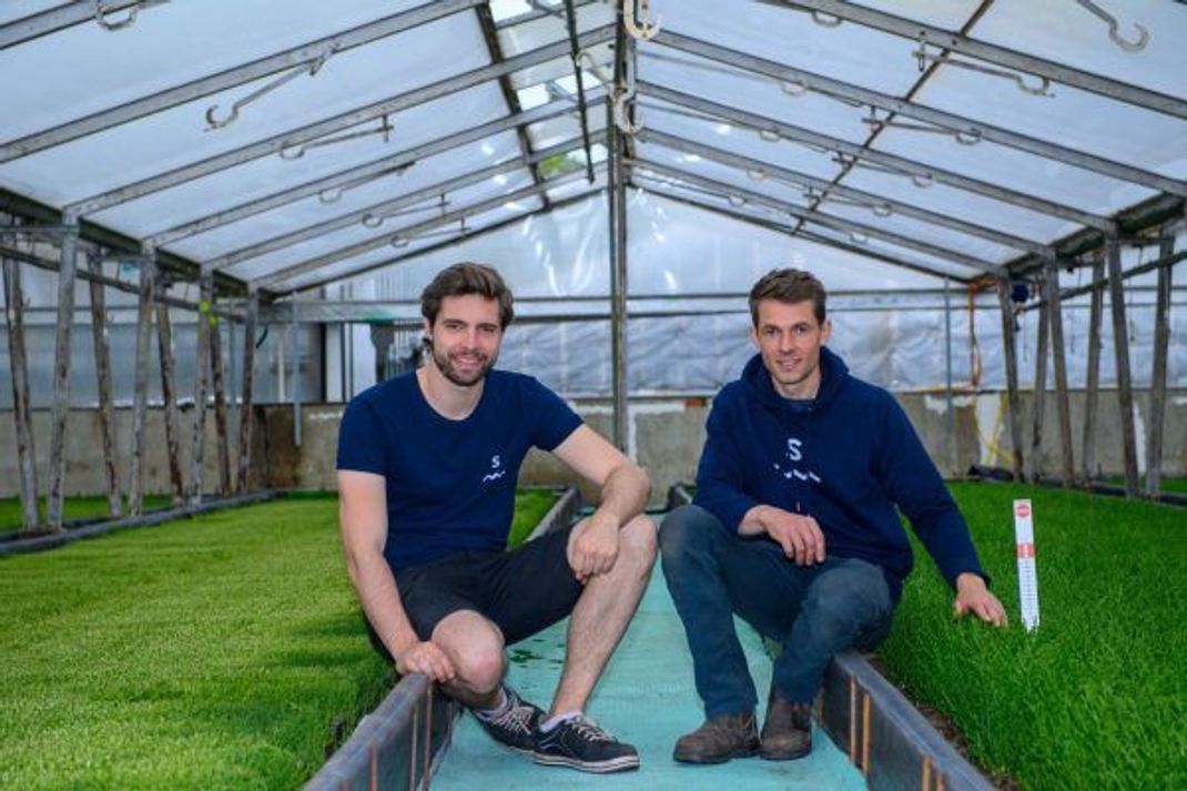 Julian Engelmann (links) und Ken Dohrmann bauen Salicornia im Gewächshaus an.