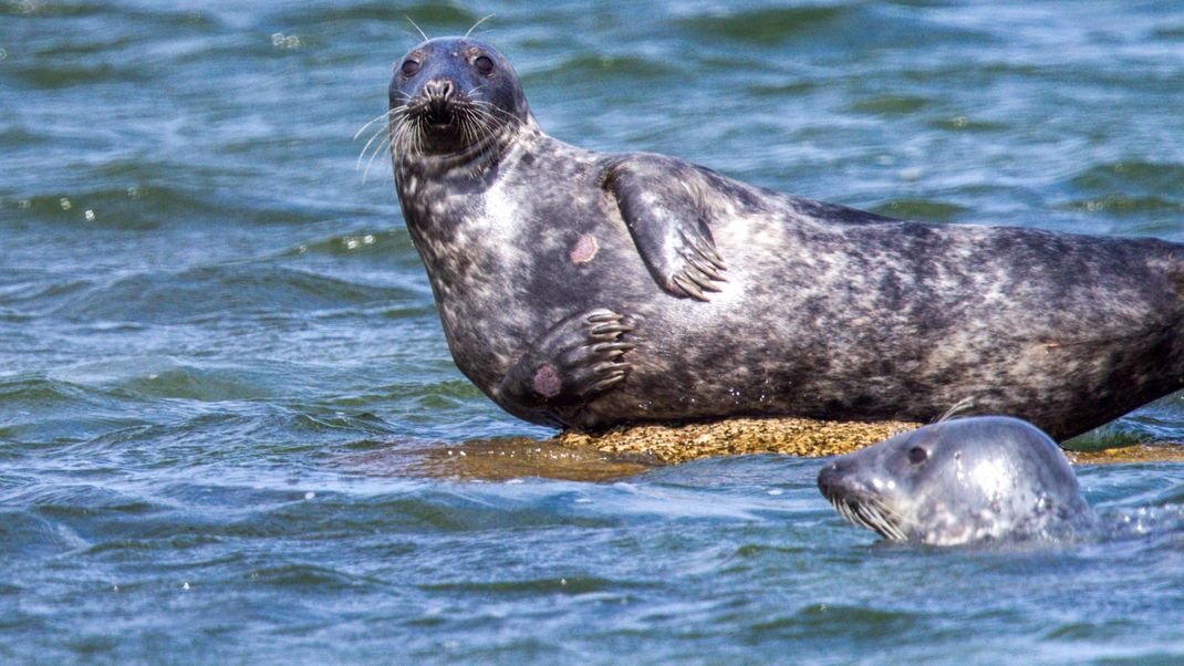 Die Kegelrobbe gilt als größtes in Deutschland freilebend vorkommendes Raubtier. Besonders die Bestände der Ostsee-Kegelrobbe sind stark gefährdet.