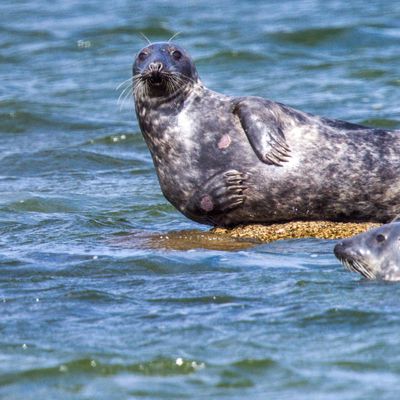 Kegelrobben in Ostsee