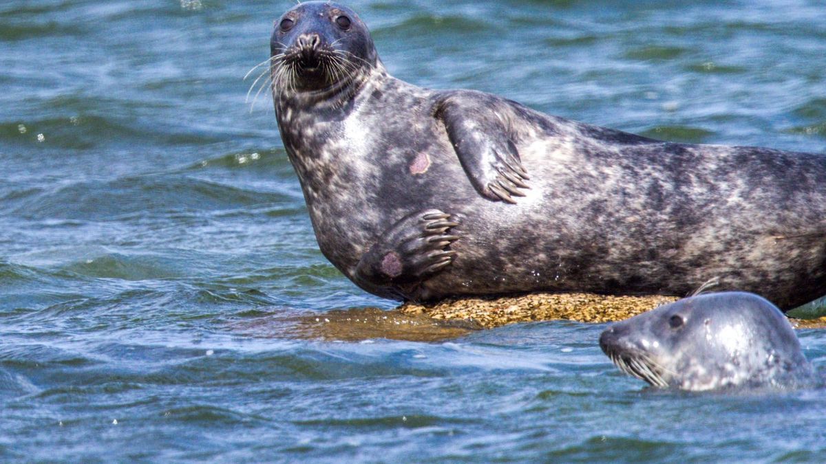 Kegelrobben in Ostsee