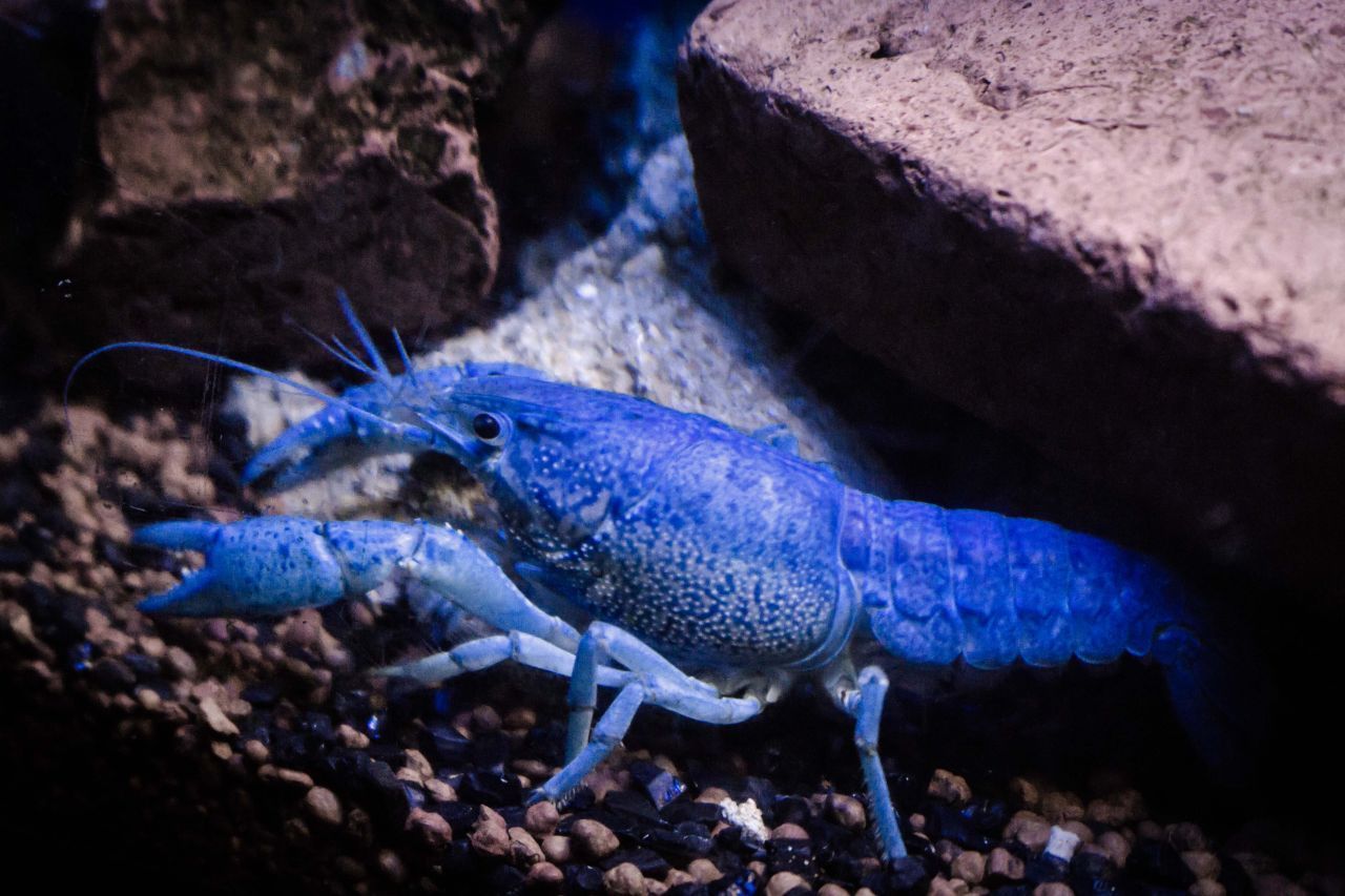 Hey, bist du blau? Durch einen seltenen Gendeffekt tragen nur ganz wenige Hummer solch ein auffallendes bläuliches Gewand. 