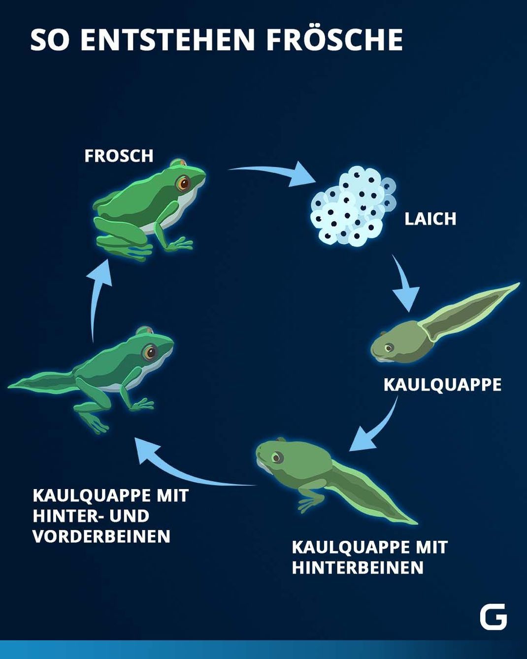 Der Lebenszyklus von Kaulquappen und Fröschen