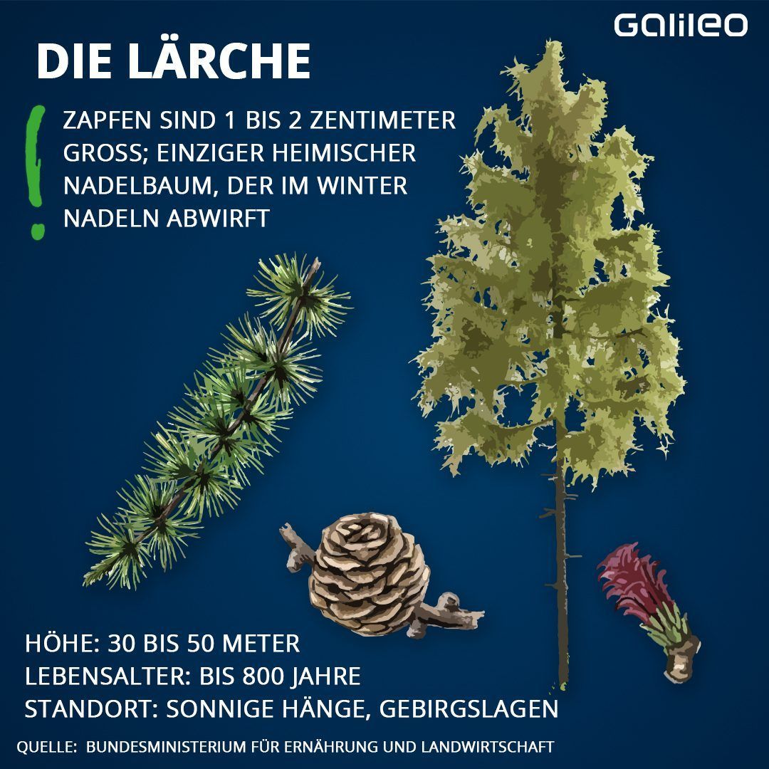 Die Lärche ist der einzige Nadelbaum, der im Winter Nadeln abwirft.