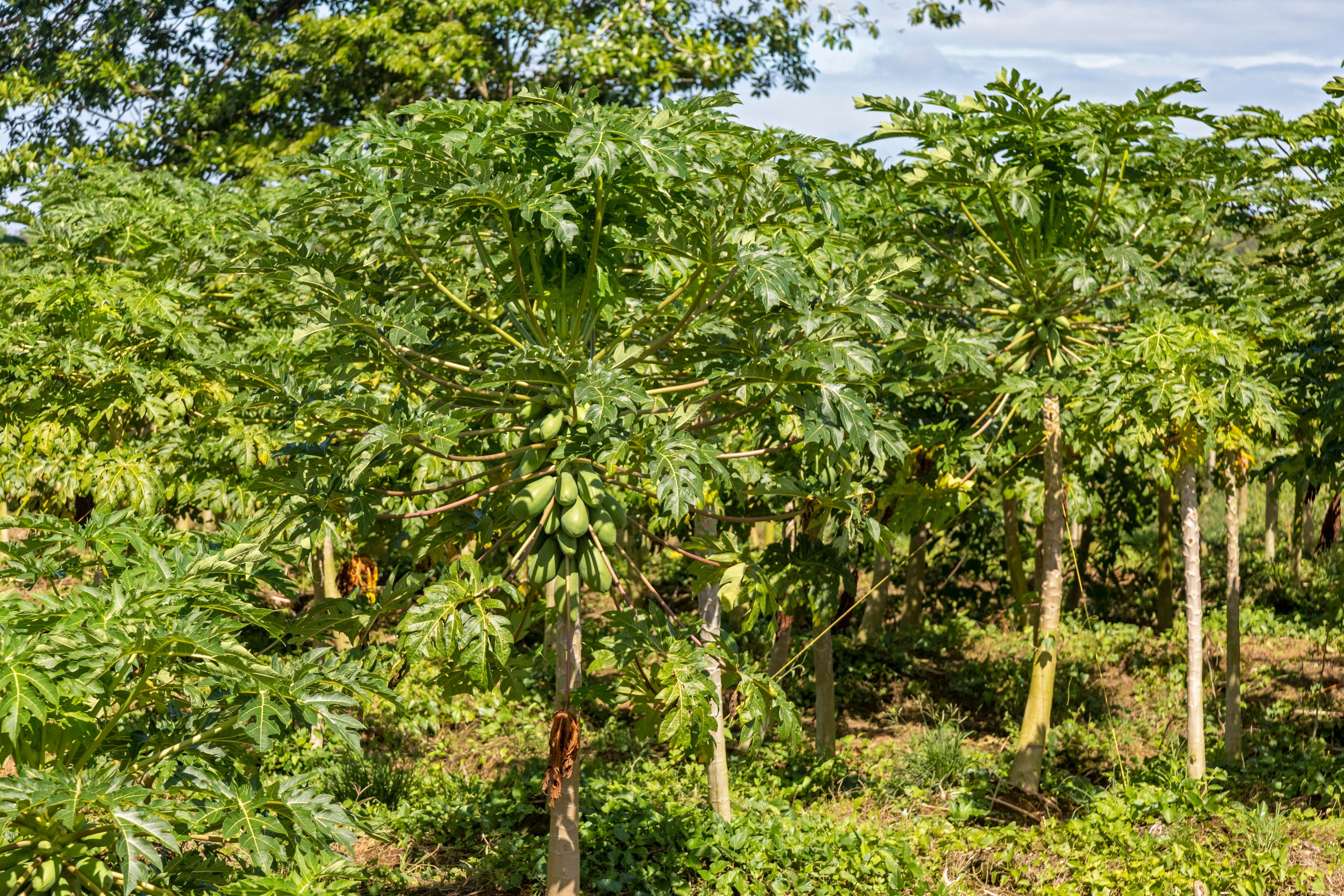 Die Papayapflanze wird bis zu zehn Meter hoch. Sie wachsen schnell  und bereits zehn bis vierzehn Monate nach der Keimung werden Früchte gebildet, die dann etwa fünf Monate zum Reifen benötigen.
