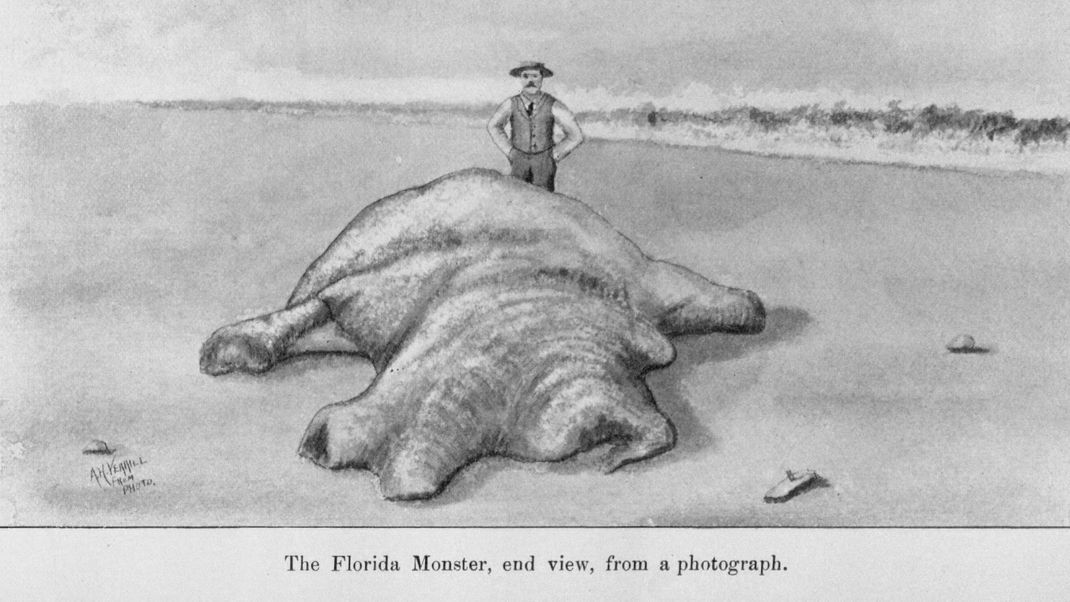 Das "Florida Monster" war einer der ersten Globster, die Geschichte schrieben.