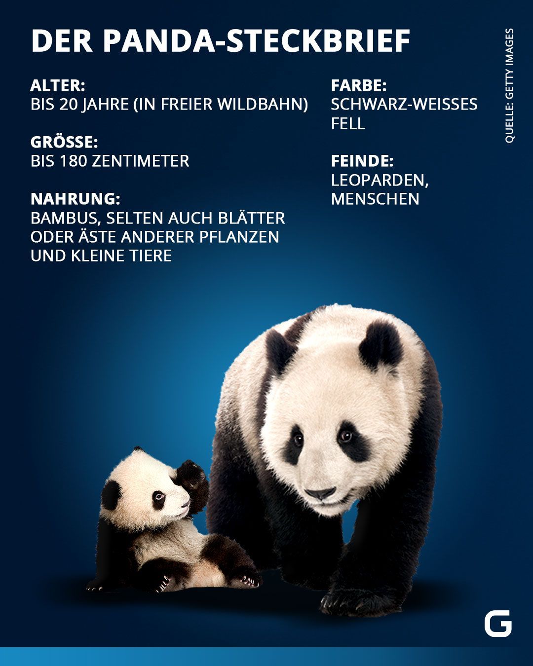 Der Steckbrief des Pandabären