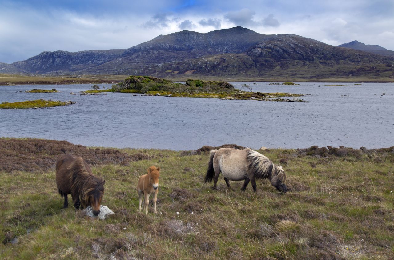 7. Die Insel Eriskay besuchen, wo die seltenen Eriskay-Ponys zu Hause sind. 