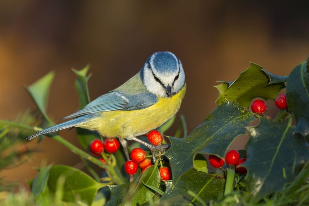 Für Gartenbesitzer der perfekt Sichtschutz, für Vögel der ideale Ort zum Brüten: die Stechpalme.