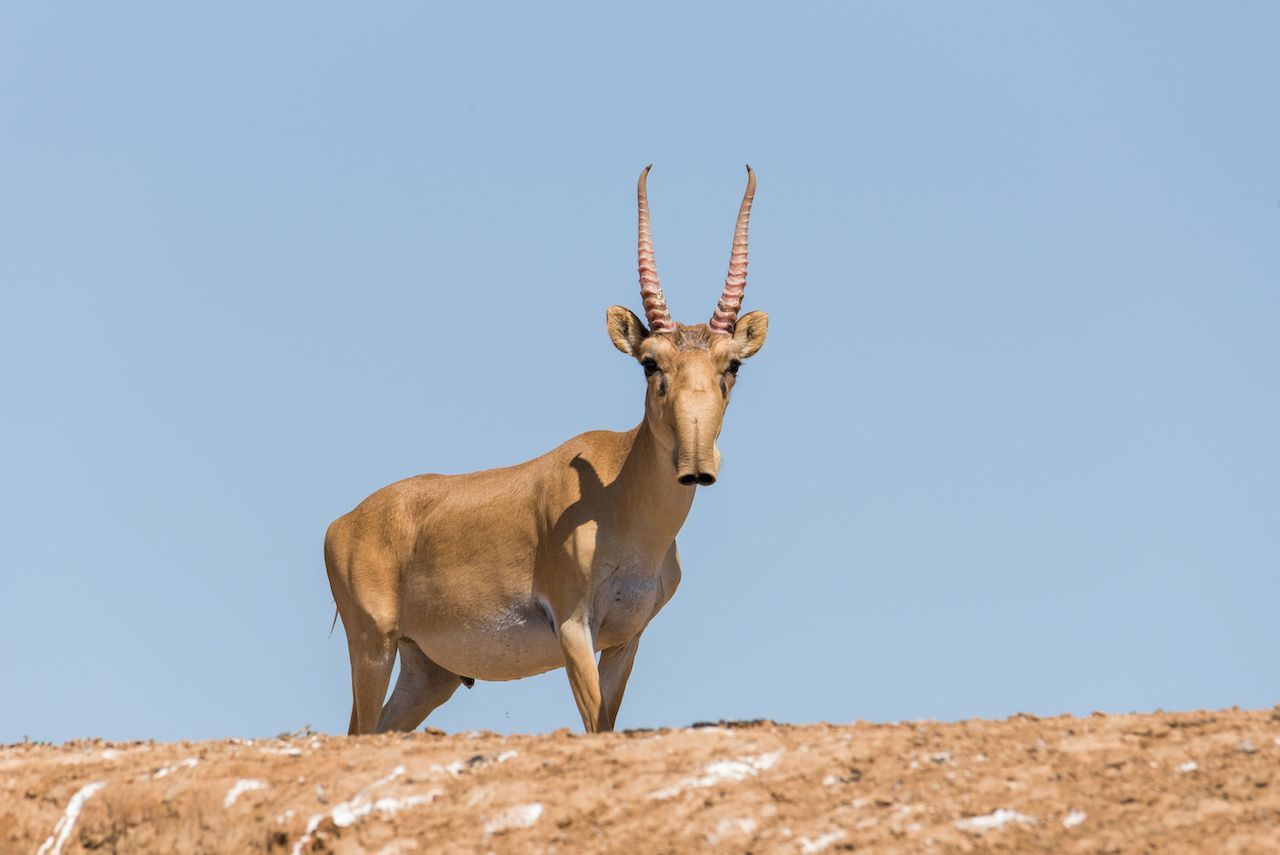 Die Saiga-Antilope, beheimatet in Zentralasien, besitzt eine eigene Heizung: Im Winter wärmt der Nasen-Rüssel kalte Atemluft auf. Nasenhaare schützen vor Sand und Staub. 