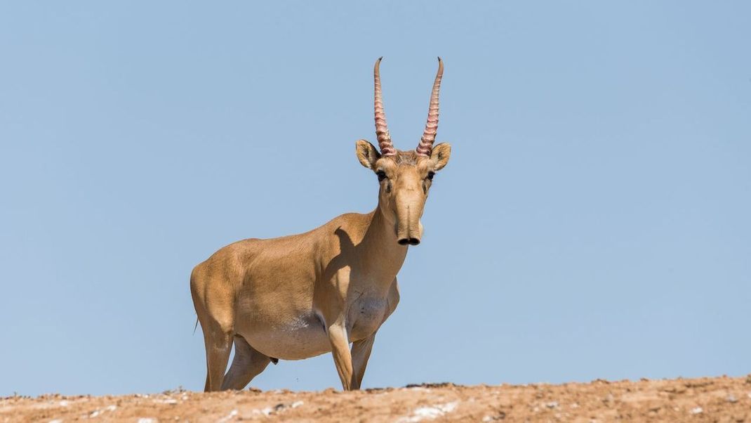Die Saiga-Antilope, beheimatet in Zentralasien, besitzt eine eigene Heizung: Im Winter wärmt der Nasen-Rüssel kalte Atemluft auf. Nasenhaare schützen vor Sand und Staub.