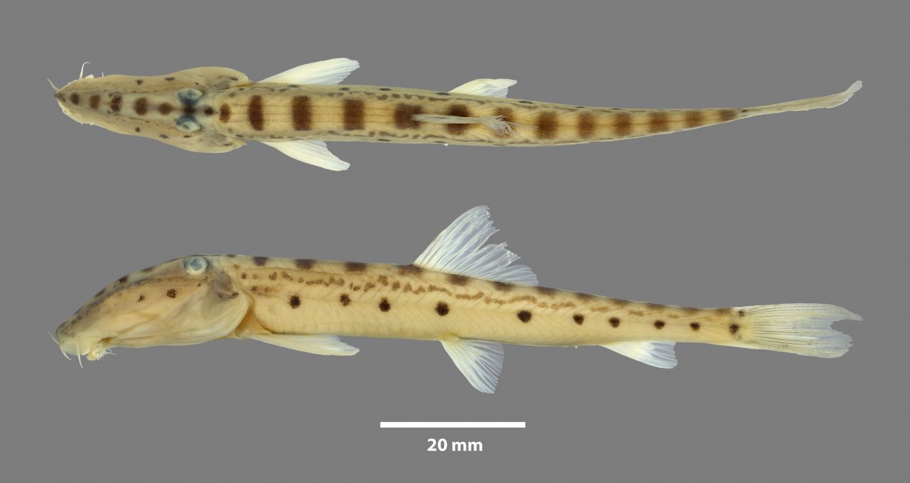 Der nach einem Fluss aus "Der Herr der Ringe" benannte Fisch Acantopsis bruinen schwamm jahrhundertelang unbemerkt im Mekong und seinen Nebenflüssen, die nicht selten durch nebelige Hochwälder fließen - ähnlich dem phantastischen Namens-Paten.