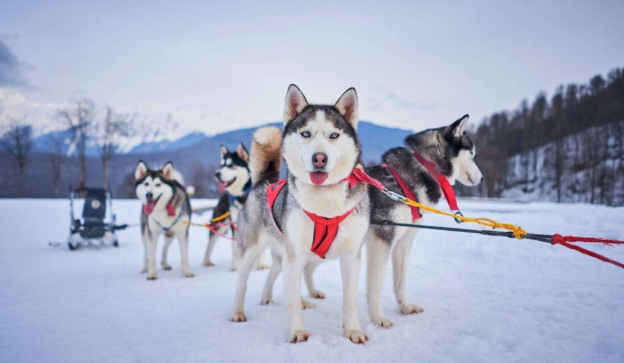 Ebenfalls treue Helfer im Schnee: Huskys. Nordische Völker wie die Sami leben schon seit Jahrtausenden mit ihnen zusammen.