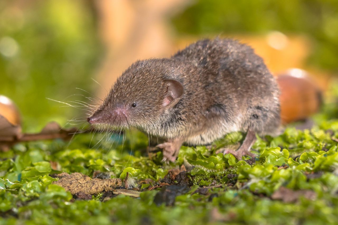 Selbst erkranken die Tiere übrigens meist nicht. In den letzten Jahren wurden die Viren auch bei Spitzmäusen, Maulwürfen und Fledermäusen entdeckt. Inwiefern die für den Menschen gefährlich sind, ist noch nicht klar.