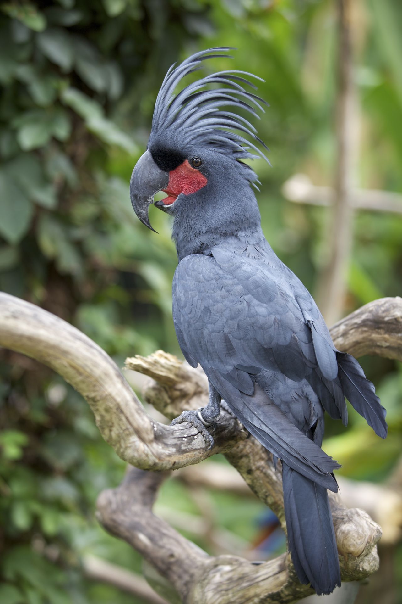 Palmkakadus: Die Männchen sind tierisch gute Trommler. Mit Stöcken oder anderen Gegenständen schlagen sie Rhythmen auf Äste, um Weibchen zu beeindrucken. Der Preis für die seltenen Vögel soll bei 14.000 Euro liegen.