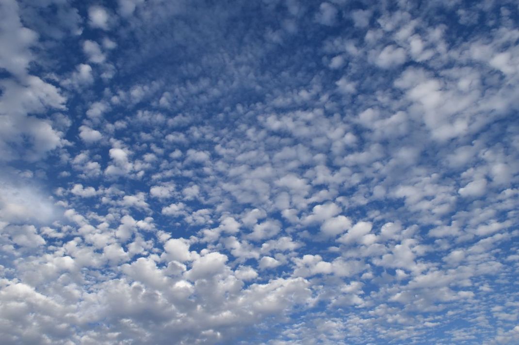 Sie sind die Wölfe im Schafspelz: Altocumulus-Wolken. Auf sie folgt oft ein Wetter-Umschwung.