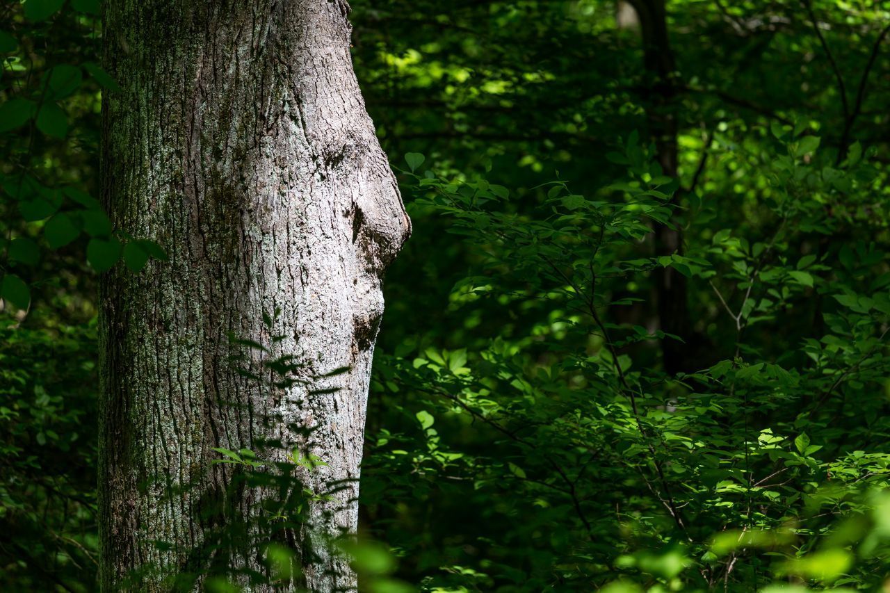 Klarer Fall: ein Baustamm mit Gesicht, oder?