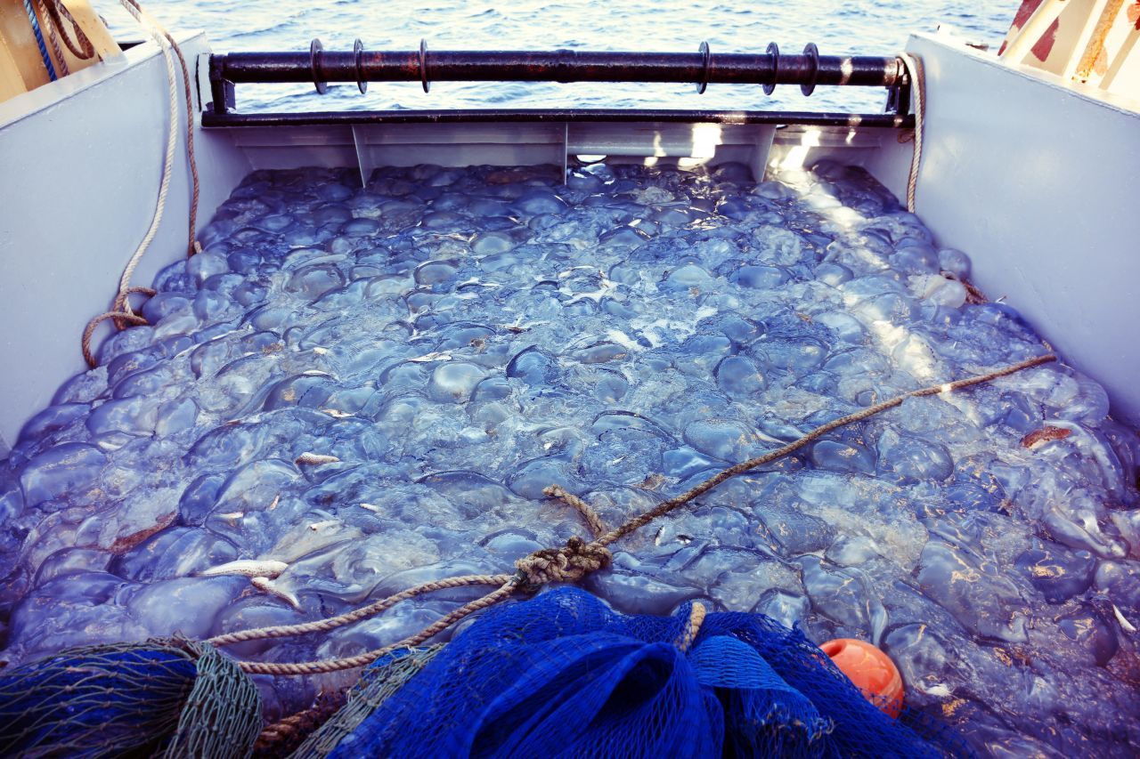 Kein Fischer mag die Quallenblüte. Wo die Glibbertiere auftauchen, verschwinden die Fische - und ihr hohes Gewicht zerstört die Netze.