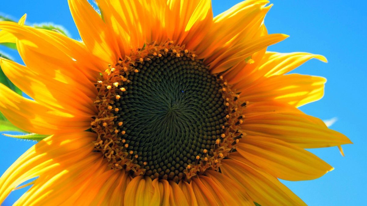 Sonnenblume-Blume-pixabay