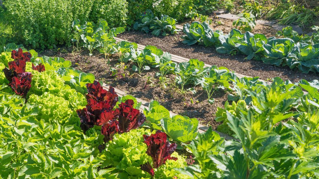 Ein gepflegtes Gartenbeet mit einer beeindruckenden Vielfalt von Gemüse und Salat zeigt, wie Selbstversorgung aussehen kann.