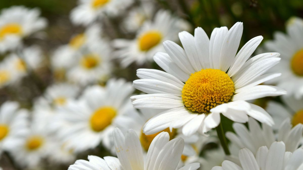 Margeriten-Daisies-Blumen-pixabay