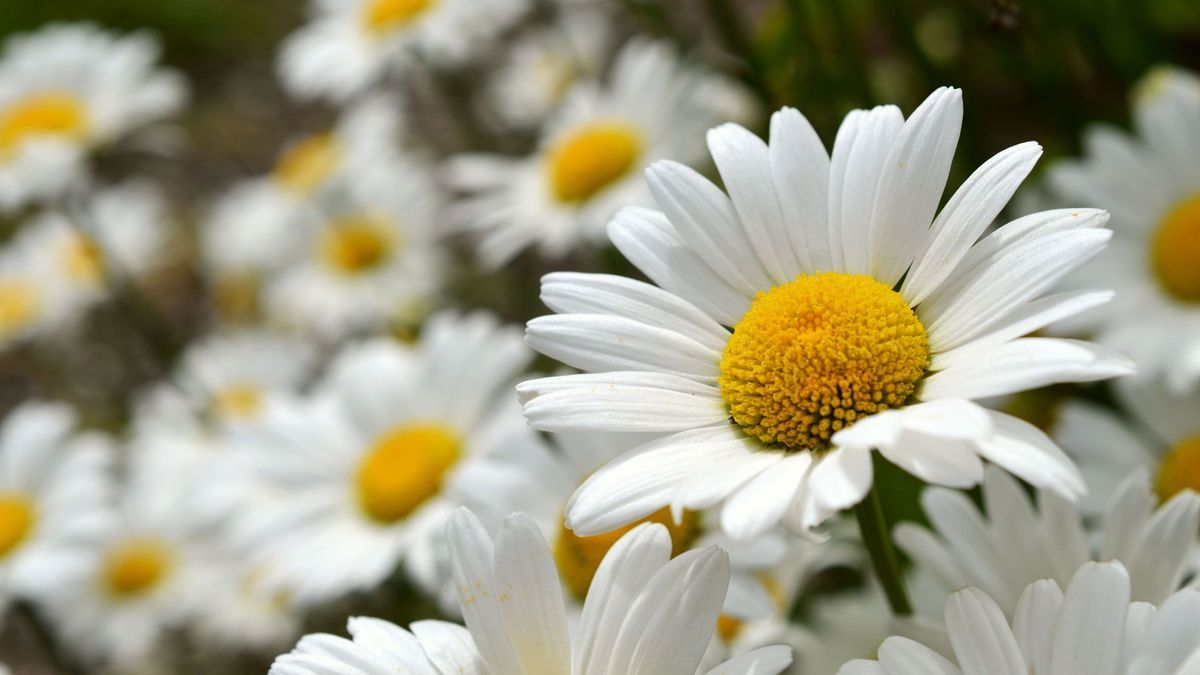Margeriten-Daisies-Blumen-pixabay