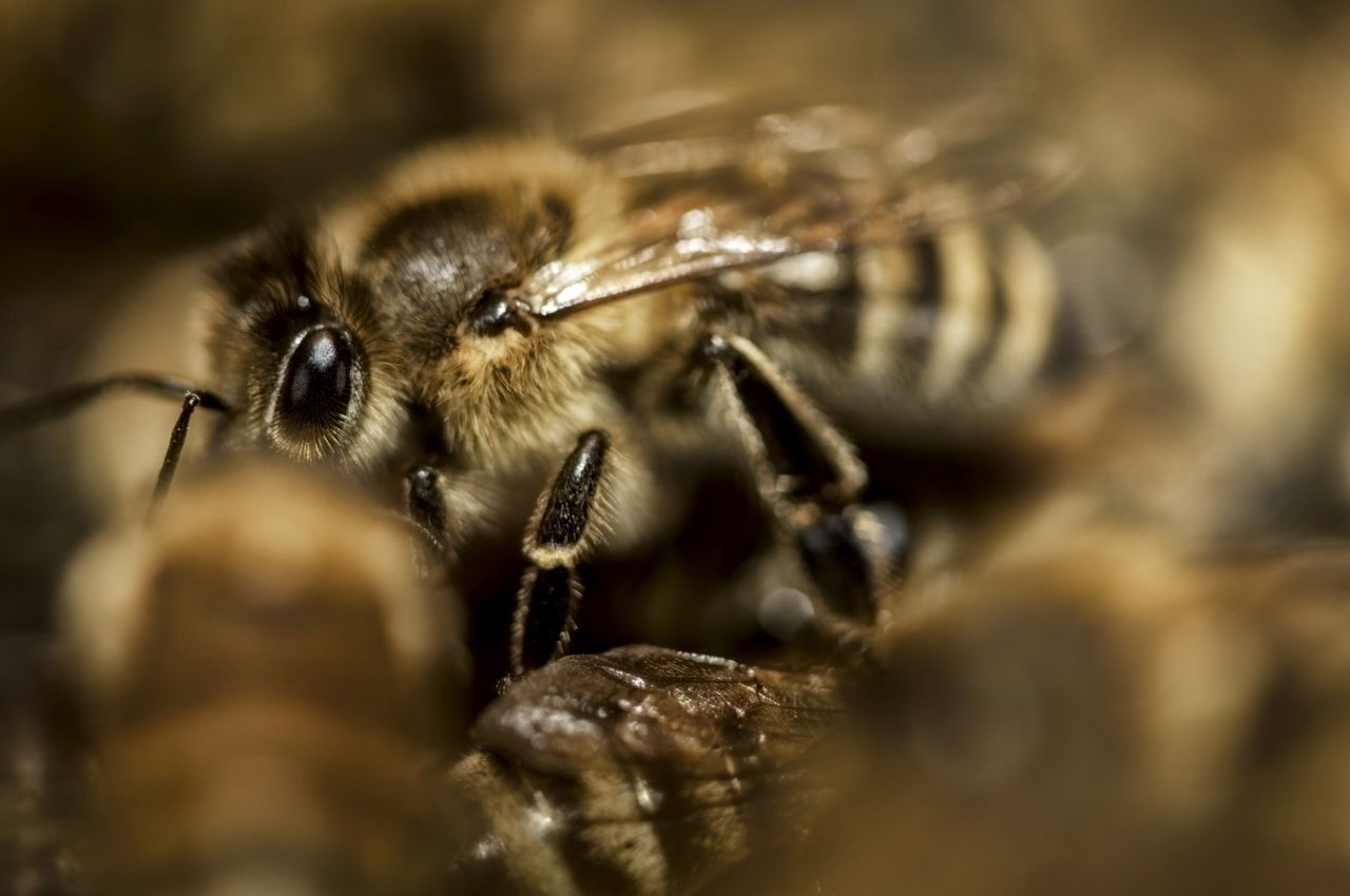 Bienen rücken bei Kälte zusammen, vibrieren mit den Flugmuskeln und erzeugen so Wärme. In ihrer Mitte hockt die Königin - bei kuscheligen 25 Grad. 
