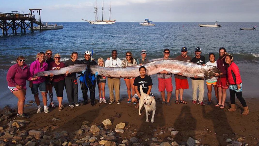 Ein toter Riemenfisch wurde 2013 in Avalon, Kalifornien, angespült. Meistens sind die Tiere bereits verletzt oder tot, wenn sie an die Küsten kommen, denn sie leben in den dunklen Tiefen des Meeres.