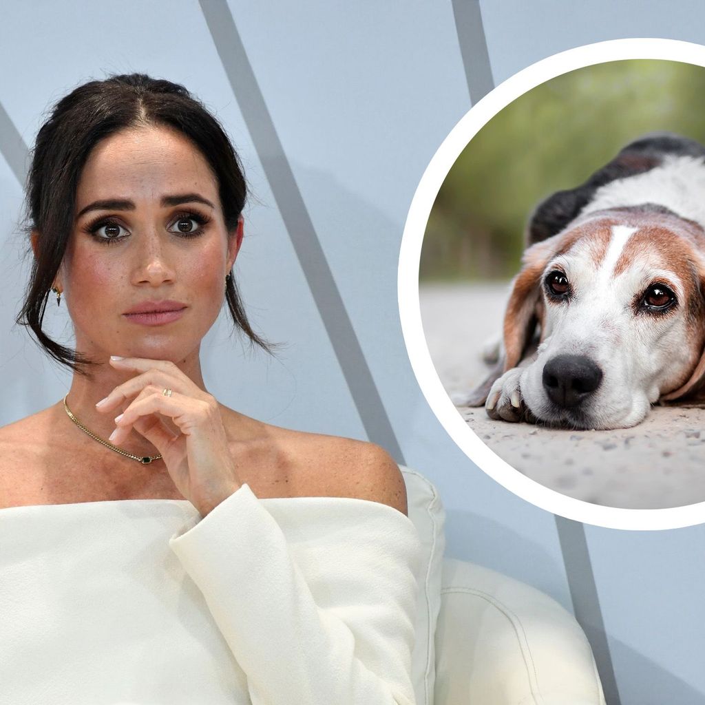 Traurige Nachrichten: Herzogin Meghan trauert um ihren geliebten Hund Guy