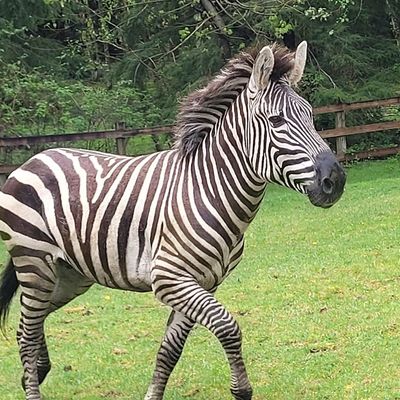 Washington Loose Zebras