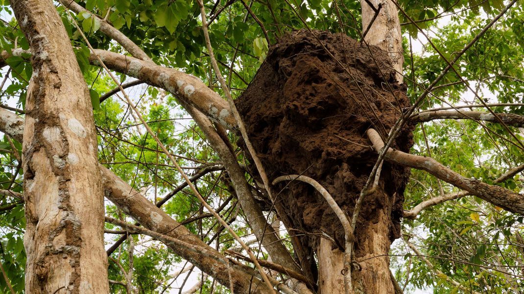 Termiten bauen nicht nur Hügel, sondern errichten auch Nester in Bäumen.