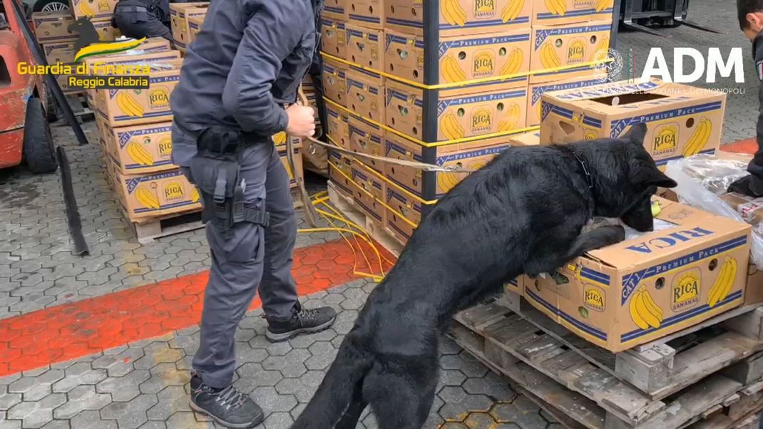 Im italienischen Gioia Tauro hat die Finanzpolizei zeigt mehr als 2,7 Tonnen Kokain zwischen Bananenkisten am Hafen gefunden und sichergestellt. 