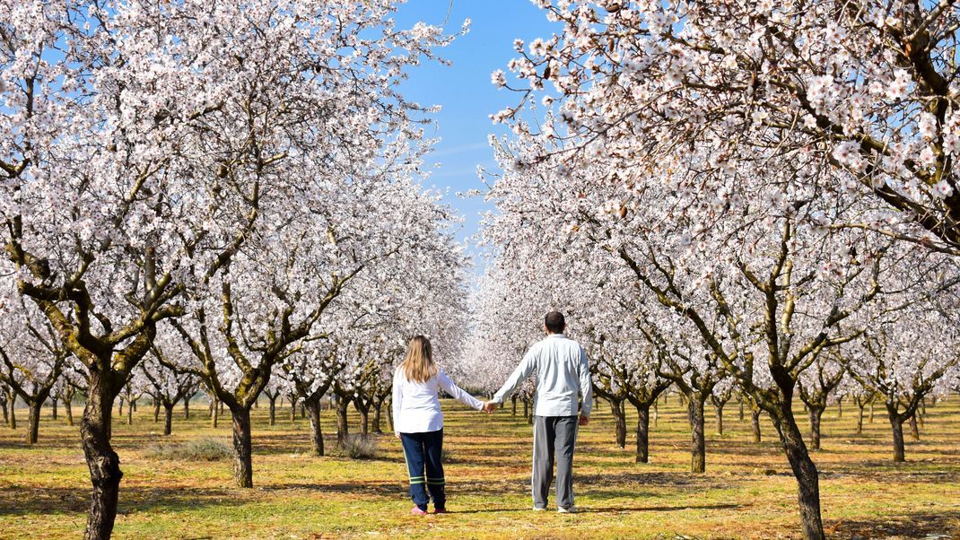 Die blühenden Mandelbäume verzauber die Pfalz in ein Märchenland