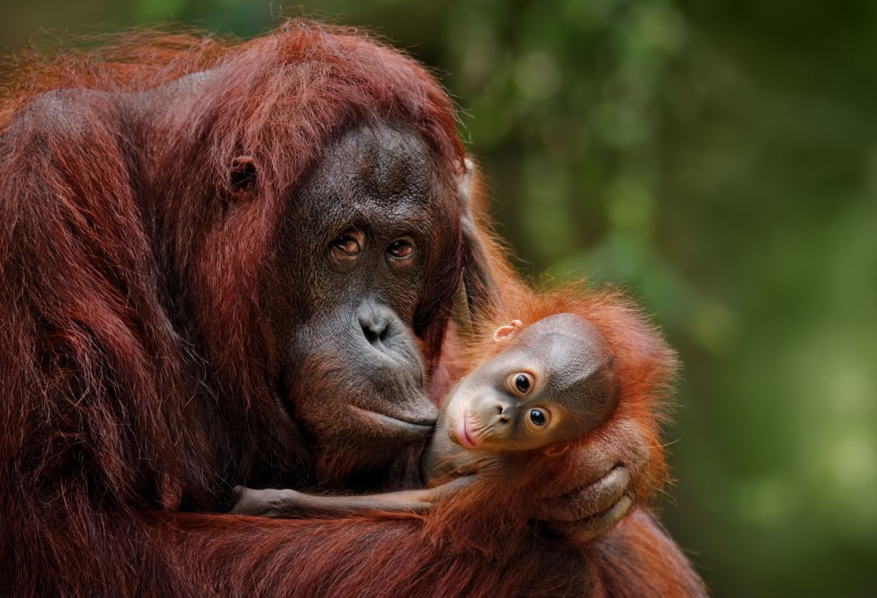 Orang-Utans leben unter anderem auf der malaysischen Insel Borneo. Die ersten 8 Jahre werden sie von ihrer Mutter versorgt. Sie sind klug und lernfähig, schauen beim Menschen ab: So puderte sich ein Orang-Utan-Mädchen das Gesicht mit Holzmehl - eben wie die Menschen auf Borneo ihre Haut vor der Sonne schützen. Raffiniert!
