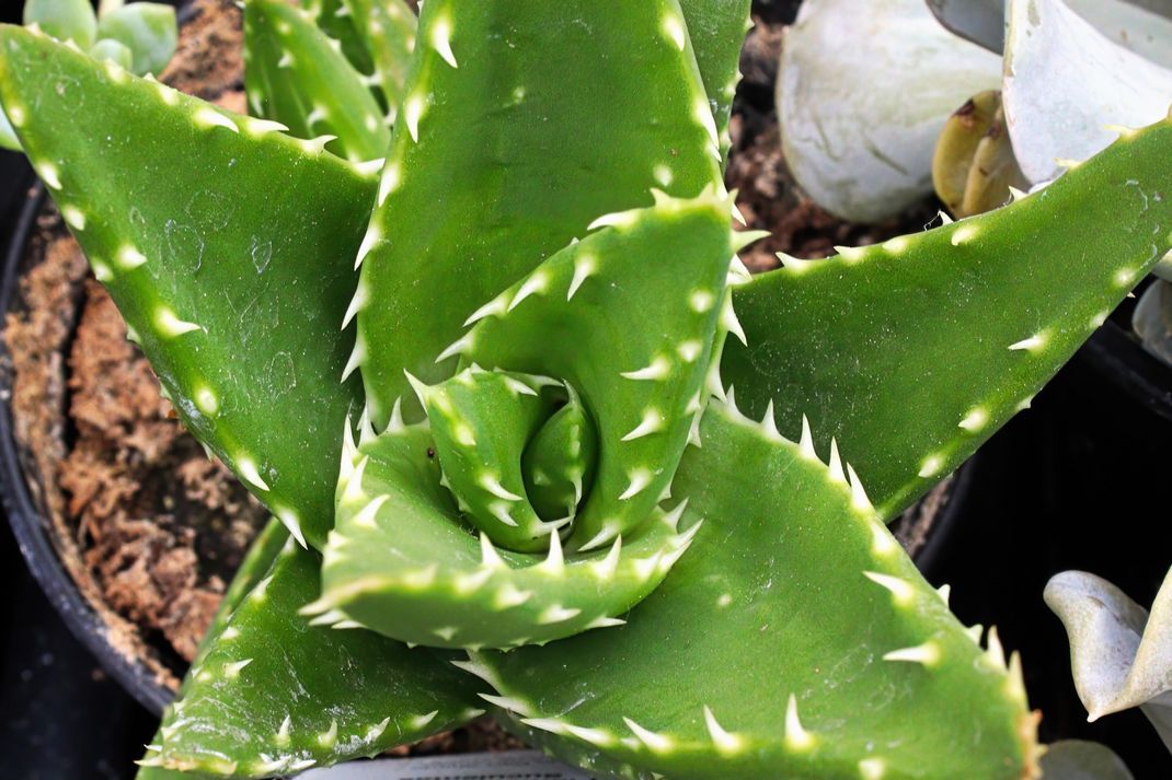 Aloe Vera verschönert dir nicht nur deine Wohnung, sondern auch deine Haut.