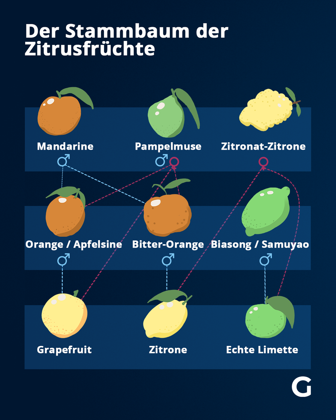 Der Stammbaum der Zitrusfrüchte