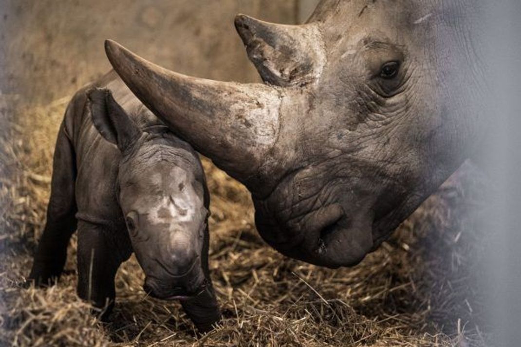 Knapp eine Woche ist das kleine Nashorn mittlerweile alt.