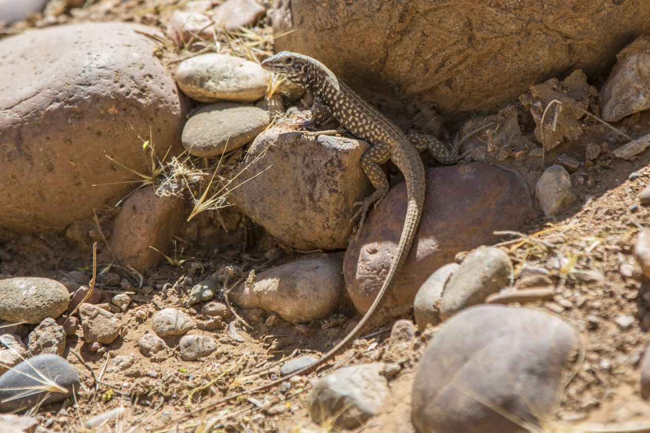 Rennechse: Hier ist der Name Programm. Mit fast 30 Stundenkilometern gelten die Rennechsen als schnellste Reptilien. Die Gattung umfasst 18 Arten. Sie leben in Nord-, Mittel- und Südamerika und werden bis zu 45 Zentimetern groß. Das Foto zeigt eine Tigerrennechse aus Arizona, USA.  