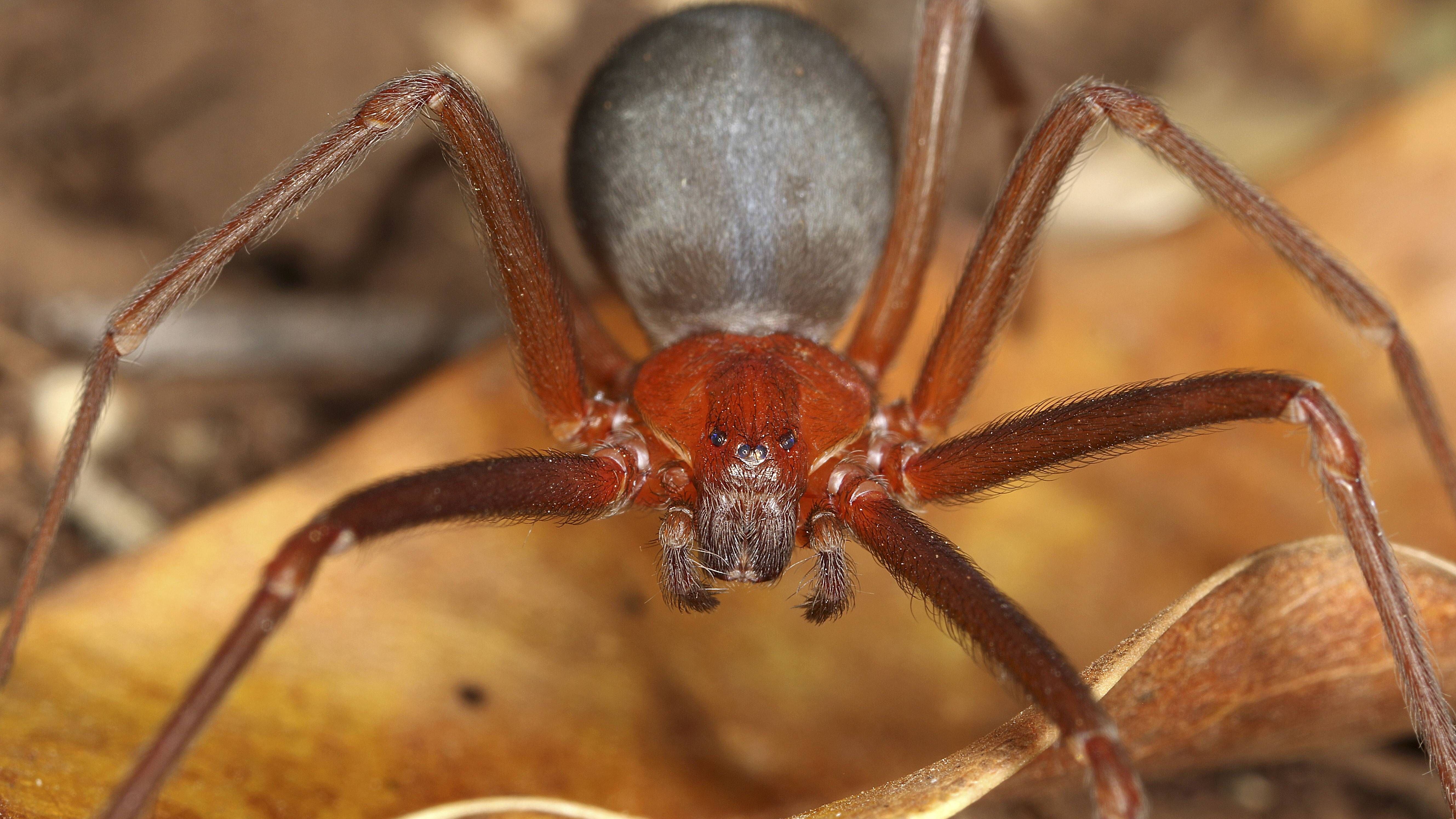 Manche Spinnen wie die Sechsäugige Sandspinne (Bild) haben nur sechs Augen: In der Mitte sitzen zwei Augen, seitlich davon jeweils zwei weitere. Die großen Hauptaugen fehlen.