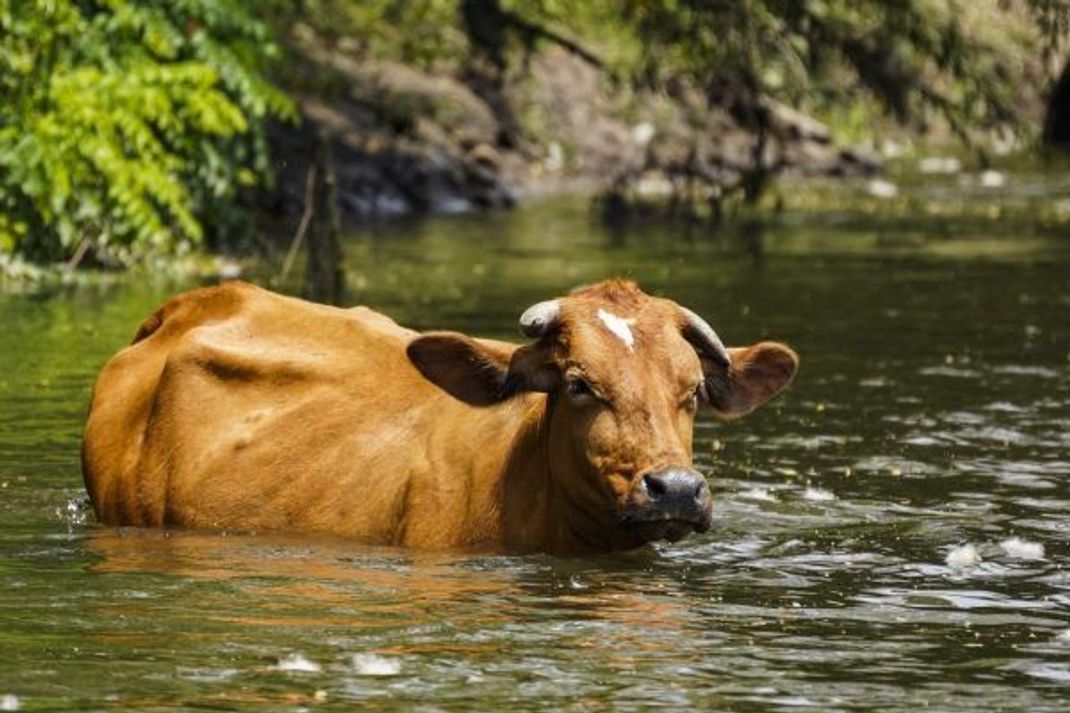 Kuh-Toiletten sollen in Zukunft dafür sorgen, dass Mensch und Tier weiterhin in den Genuss sauberer Gewässer kommen können.