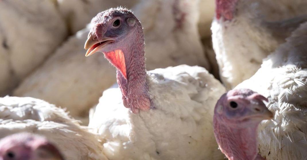 Vierzehn Wochen alte Puten stehen in einem Putenstall. Die Zahl der Vogelgrippe-Ausbrüche in deutschen und europäischen Geflügelhaltungen ist zuletzt wieder deutlich gestiegen.