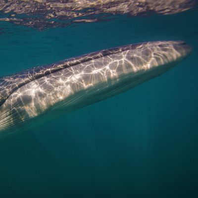 ARGENTINA-WHALES/