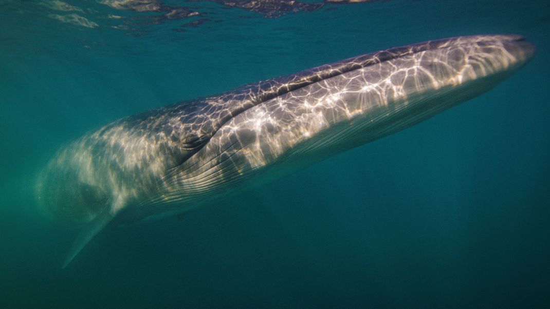 ARGENTINA-WHALES/