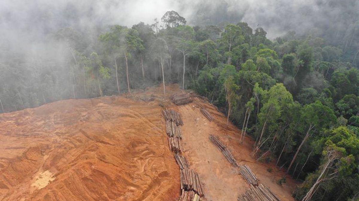 Waldzerstörung: versteckte Posten im CO2-Budget der EU